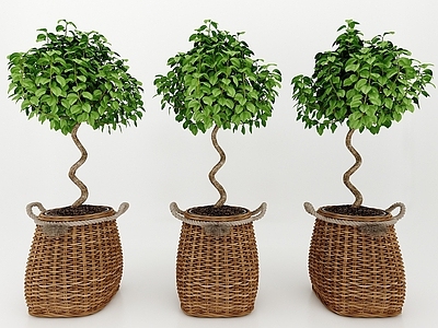 现代佛龛 现代风格植物