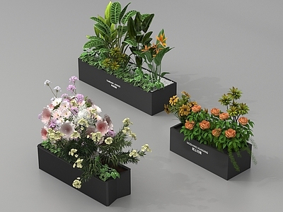 花草组合 户外外摆花箱 蕨类植物 植物堆