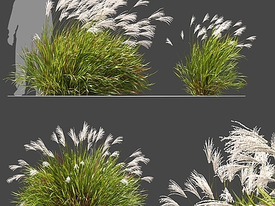 植物组合 芒草 植物堆