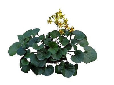 2D花草 大吴风草 花境 盆栽花草 花箱花草
