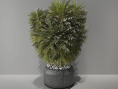 现代竹子绿植盆栽
