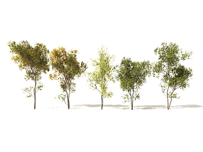 景观树 景观树 乔木