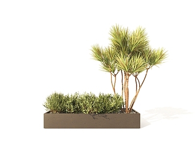 盆栽 花池 花坛