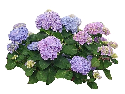 2D花草 绣球花 花卉 花境 花箱花草 多色绣球花