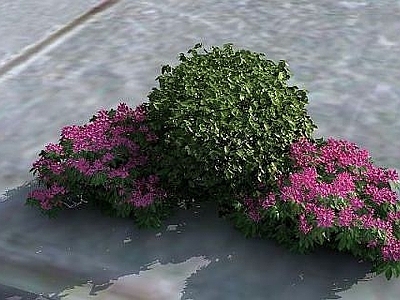 现代花草