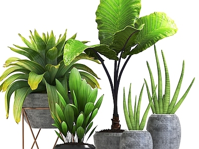 现代佛龛 现代盆栽植物组合