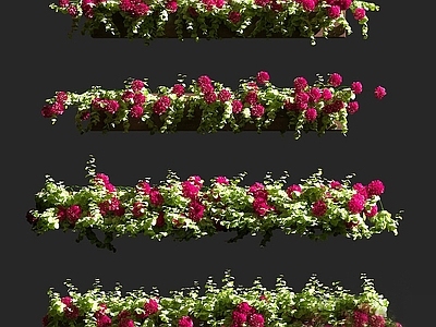 现代佛龛 现代盆栽花卉天竺葵老鹳草