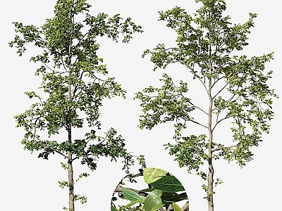 现代办公桌 现代景观树