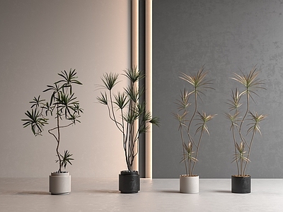 盆栽 盆栽 现代盆景 植物