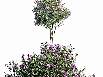 现代办公桌 现代植物夹竹桃