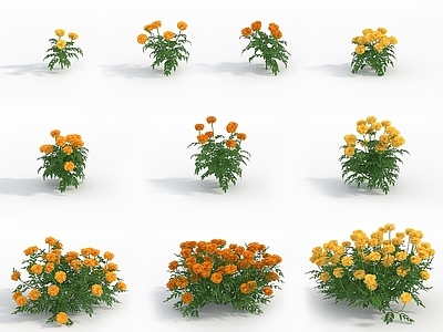 现代佛龛 现代植物花草万寿菊