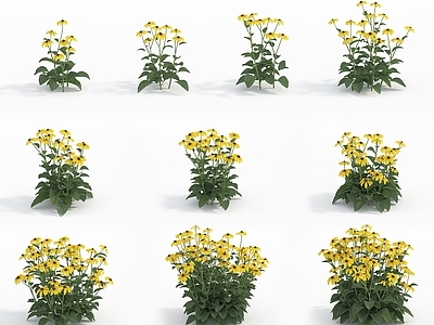 现代佛龛 现代植物花草金光菊