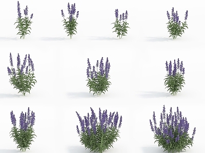 现代佛龛 现代植物花草鼠尾草