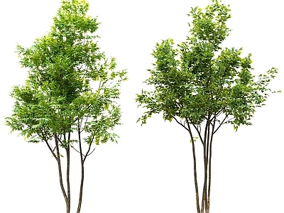 现代办公桌 现代植物枫树