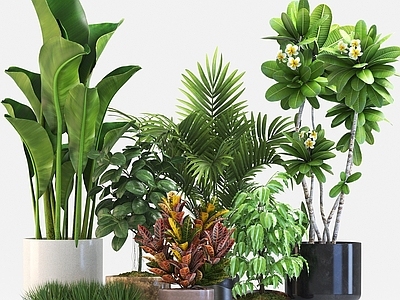 现代佛龛 现代盆栽植物