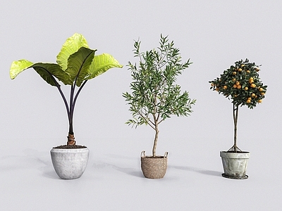 现代佛龛 现代植物盆栽