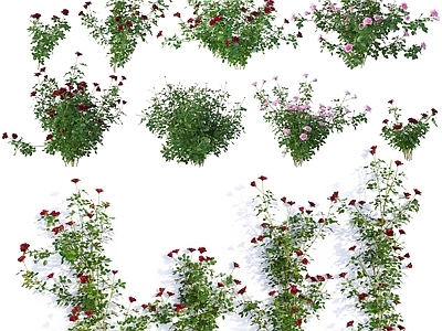 现代佛龛 现代花卉玫瑰花月季花