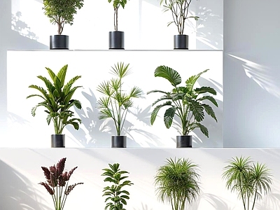 盆栽 盆栽 植物 花艺