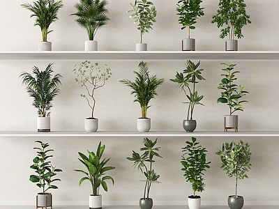 盆栽 绿植盆栽 盆景