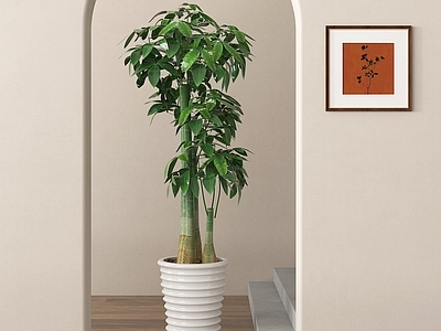 盆栽 绿植盆栽 盆景