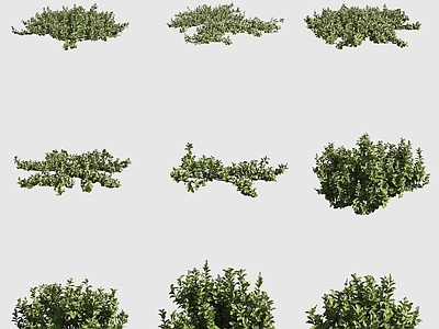 灌木 单叶蔓荆夏威夷植