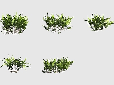 灌木 瘤蕨夏威夷植物