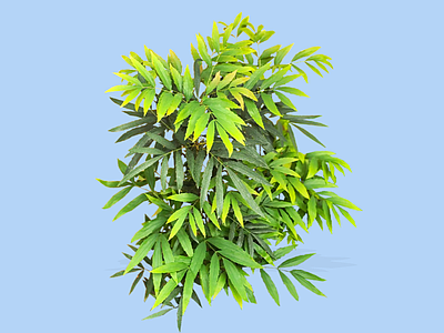 灌木 2D精品十大功劳 常绿灌木