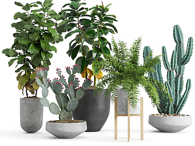 盆栽 仙人掌 绿萝 吊钟 天堂鸟