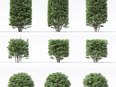 灌木 公园灌木 高矮灌木组合 边道绿篱 隔离带绿篱 圆形灌木