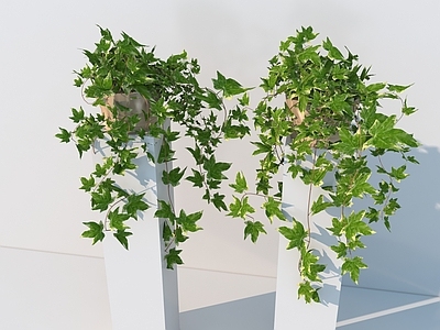 藤蔓 植物 绿植 藤曼