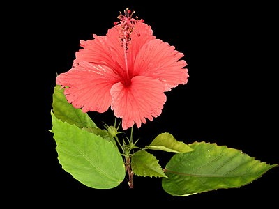 花 红芙蓉 木槿属植物品 赤芙蓉 红花 朱槿花