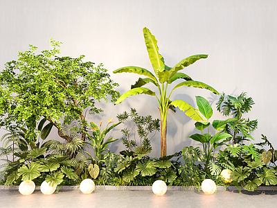 植物组合 植物组合 春羽 芭蕉树 天堂鸟 绿植花池花箱 绿植堆