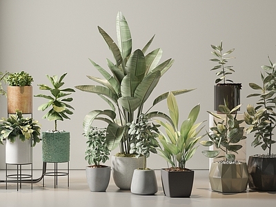 盆栽 盆栽 植物 绿植 植物堆 罗汉松