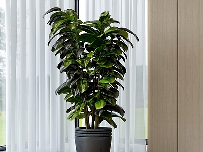 盆栽 现代绿植盆栽 室内植物 绿植装饰 仿真绿植 室内盆栽