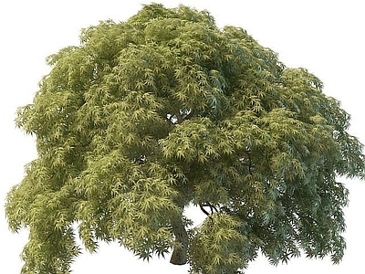 现代灌木 茂密大树