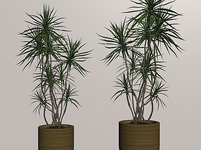 盆栽 家居植物盆栽 绿植盆景