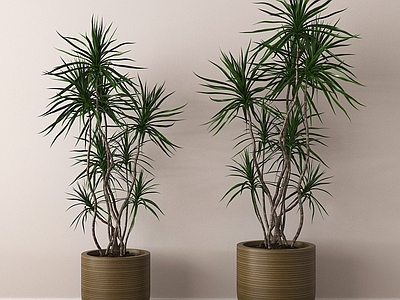 盆栽 绿植盆景 家居植物盆栽