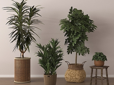 盆栽 家居植物盆栽 绿植盆景