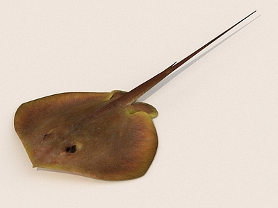水生类动物 海洋生物 鱼