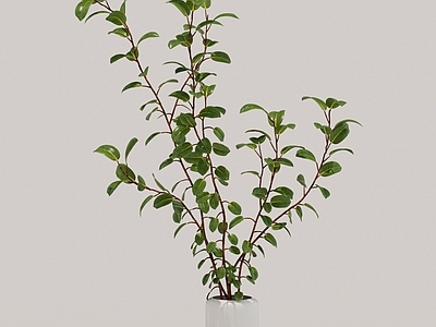 盆栽 绿植