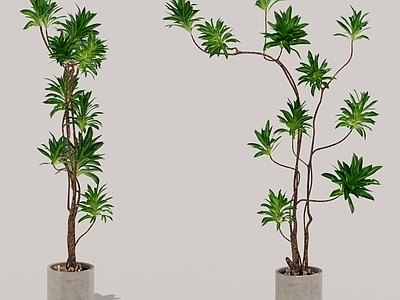 盆栽 绿植