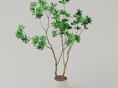 盆栽 绿植
