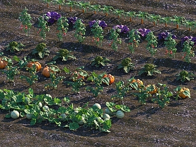 菜地 现代菜地 西瓜 胡萝卜