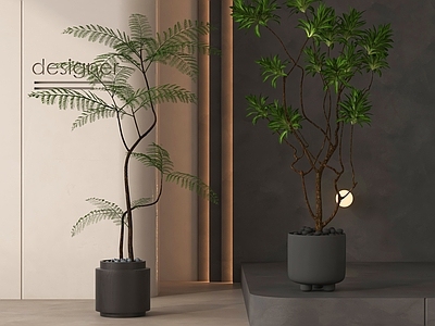 盆栽 现代盆栽植物