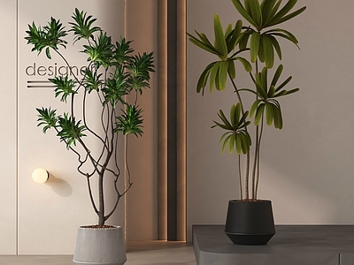 盆栽 现代盆栽植物