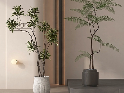 盆栽 现代盆栽植物