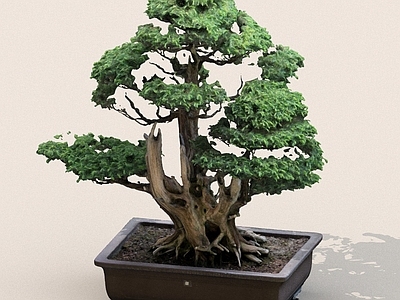 盆栽 迎客松 松树 罗汉松 绿植