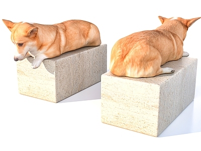 狗 威尔士柯基犬