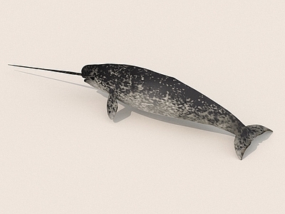 水生类动物 海豚 海洋生物