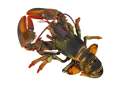 水生类动物 龙虾 海鲜 河虾 水产品